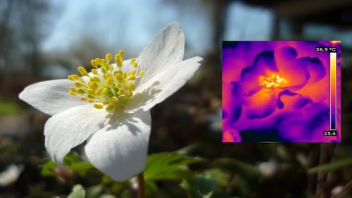 Bosanemoon warmtebeeld Arno Vlooswijk