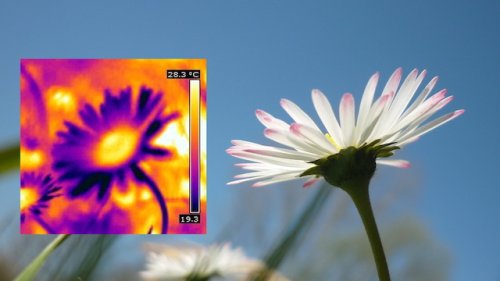 Madeliefje warmtebeeld Arno Vlooswijk