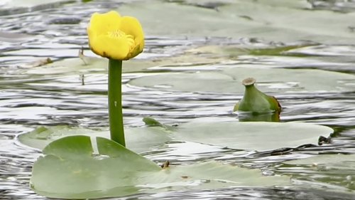 Water- en Moerasplanten leren herkennen Flora van Nederland
