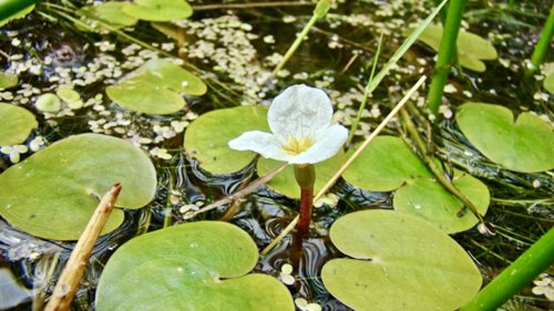 Water en moerasplanten leren herkennen Flora van Nederland