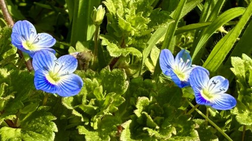 Grote ereprijs Flora van Nederland Weegbreefamilie