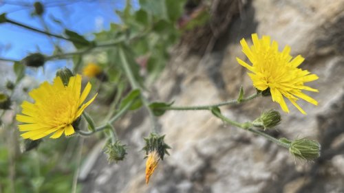 Stengelomvattend havikskruid Flora van Nederland Stadsmuren Maastricht