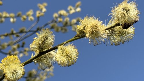 Boswilg uit de Wilgenfamlie Flora van Nederland bomen en struiken