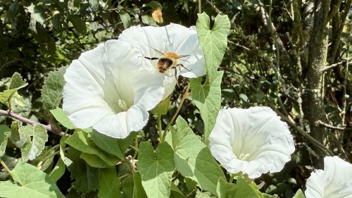Windefamilie flora van Nederland Haagwinde