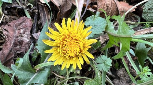 Winterbloeier Paardenbloem Flora van Nederland