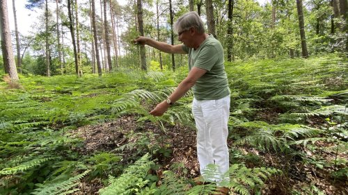 Varens uitgelicht Flora van Nederland 2024