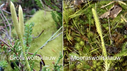 Wolfsklauwen vergelijken Flora van Nederland