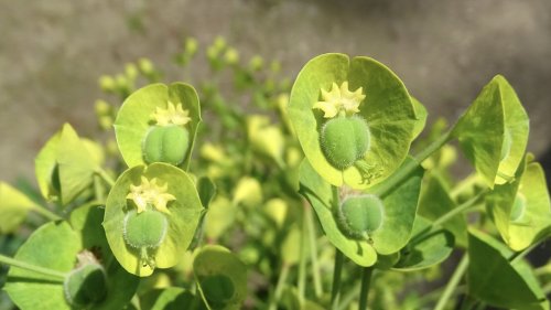 Heksenmelk Flora van Nederland Wolfsmelkfamilie