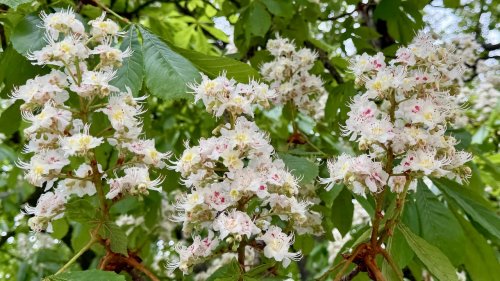 Paardenkastanje Flora van Nederland Zeepboomfamilie