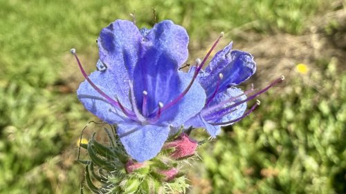Determineren op school planten op school inheems