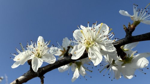 Sleedoorn Flora van Nederland bloeiwijze