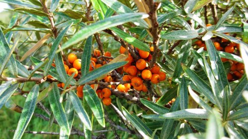 Hippophae rhamnoides