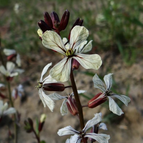 bloem Zwaardherik