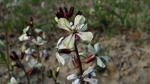 bloem Zwaardherik