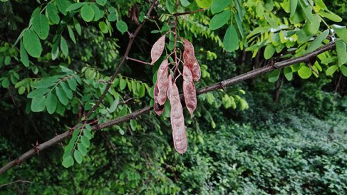 Robinia