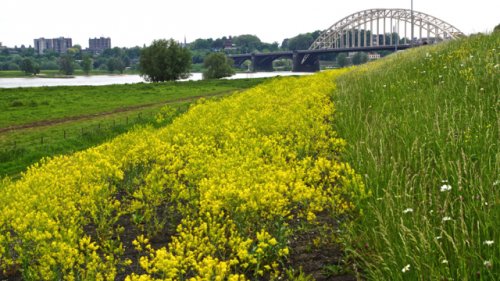 Scheur Maken Discriminerend Wede en indigo