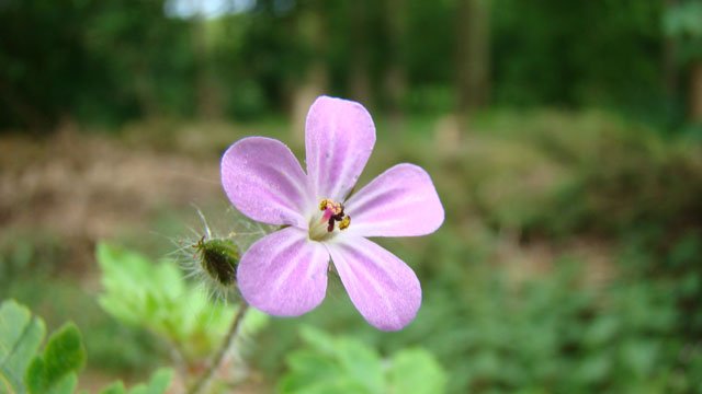 taart Maakte zich klaar boeren Flora van Nederland - Plantensoorten