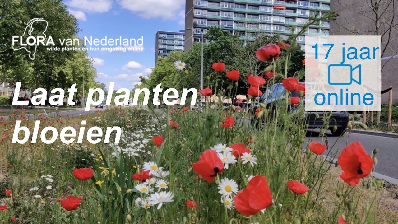 Aan de slag met planten. Flora van Nederland 2020