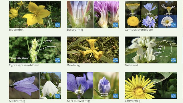 skelet Seminarie Oproepen Flora van Nederland - Wilde planten en hun omgeving online