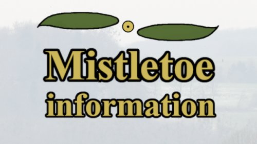 Mistletoe information