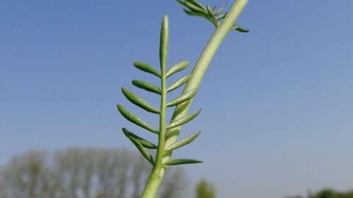 Pinksterbloem blad Flora van Nederland