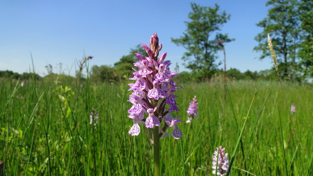 Veldrus-associatie