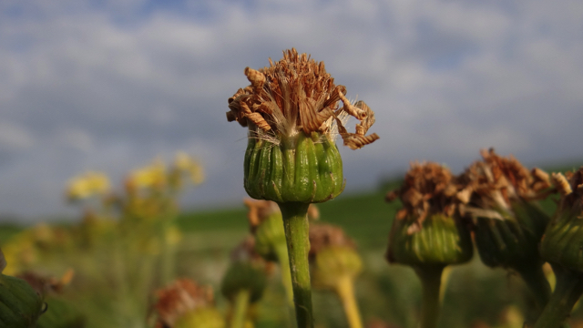 Associatie van Moerasspirea en Echte Valeriaan