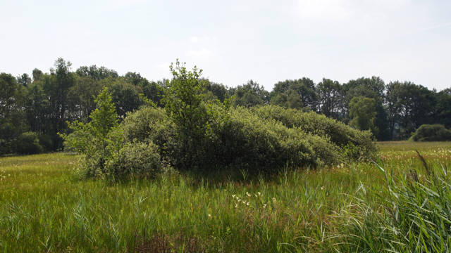  Associatie van Grauwe wilg