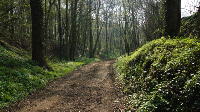 Eiken- Haagbeukenbos