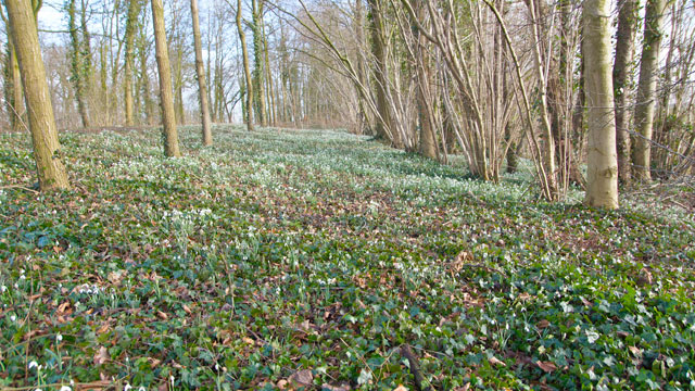 Essen- Iepenbos