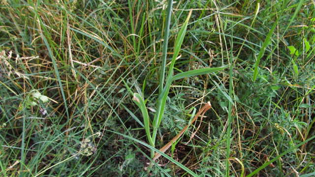 Slangenlook - Allium scorodoprasum