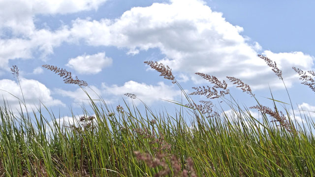 Duinriet - Calamagrostis epigejos