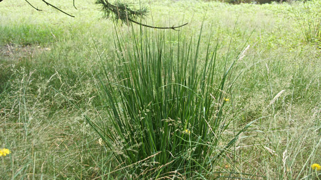 Pijpenstrootje - Molinia caerulea