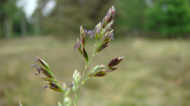 Veldbeemdgras - Poa pratensis