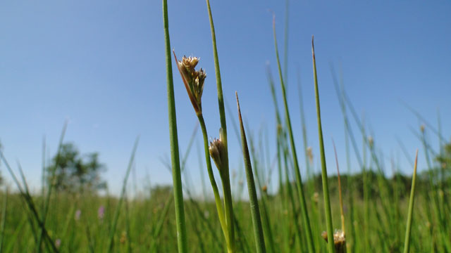 Veldrus - Juncus acutiflorus