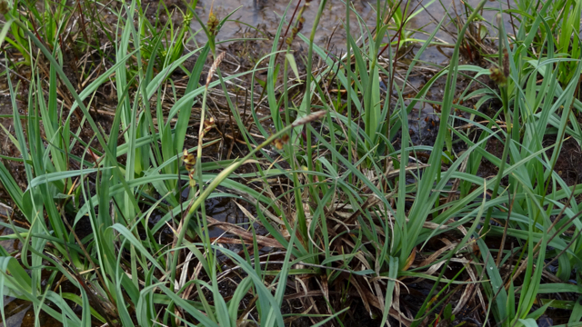 Blauwe zegge - Carex panicea