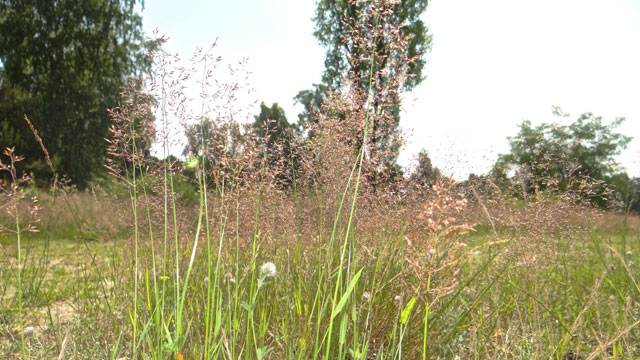 Gewoon struisgras - Agrostis capillaris