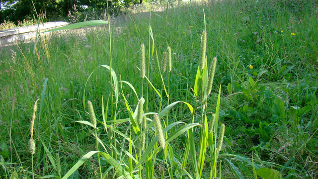 Gewoon timoteegras - Phleum pratense