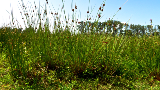 Biezenknoppen - Juncus conglomeratus