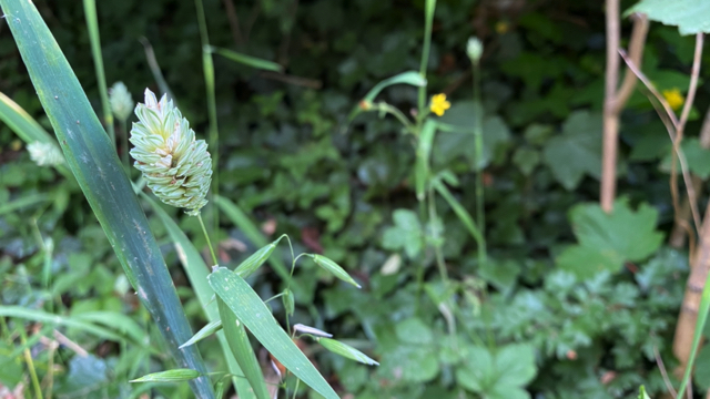 Kanariezaad - Phalaris canariensis