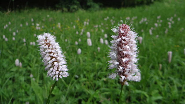 Adderwortel - Persicaria bistorta