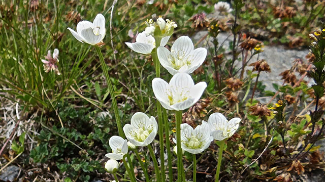 Parnassia - Parnassia palustris