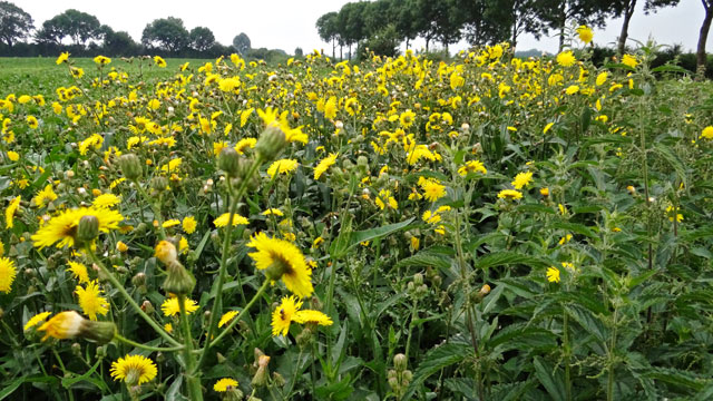 Akkermelkdistel - Sonchus arvensis