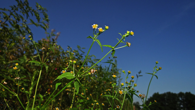 Kaal knopkruid - Galinsoga parviflora