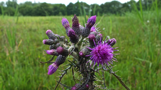 Kale jonker - Cirsium palustre