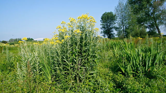 Moeraskruiskruid - Jacobaea paludosa