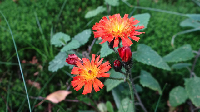 Oranje havikskruid - Hieracium aurantiacum