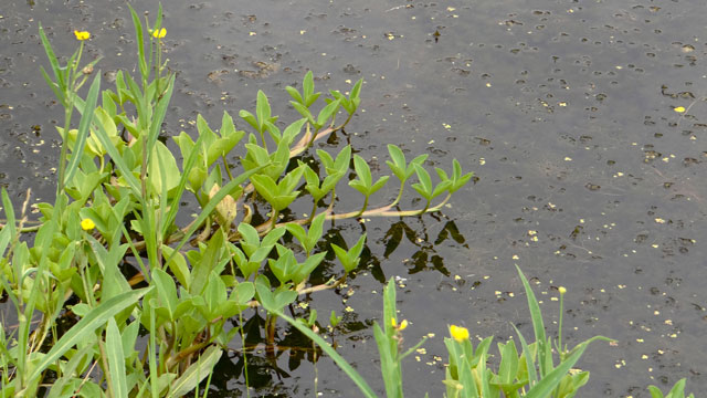 Waterdrieblad - Menyanthes trifoliata