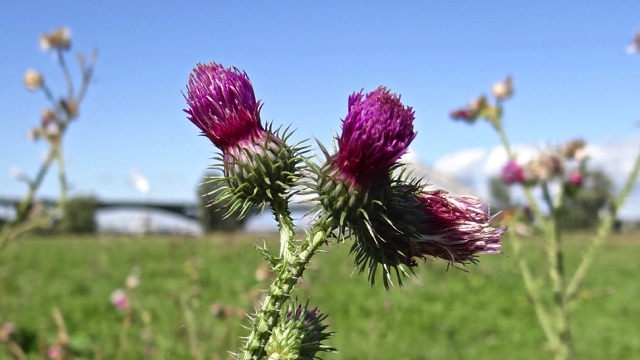 Kruldistel - Carduus crispus