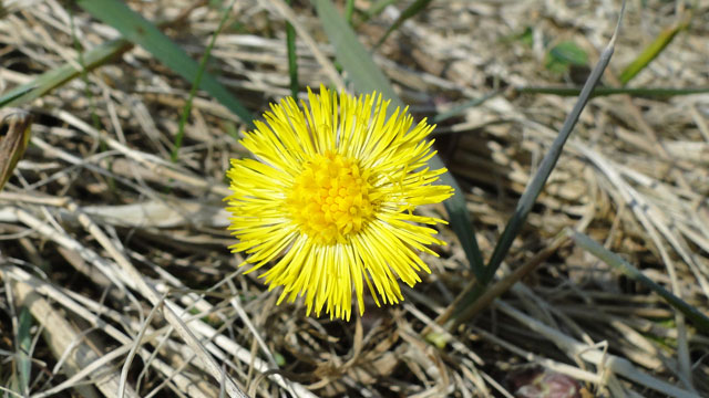 Klein hoefblad - Tussilago farfara